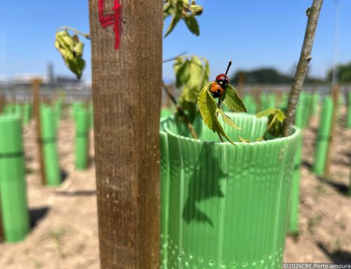 Novos Bosques reforçam a biodiversidade em Vila do Conde